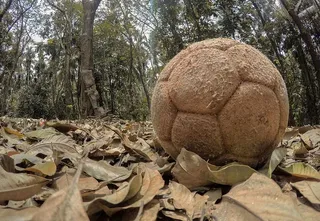 足球，马拉普拉姆，印度，喀拉拉邦，树叶，树叶，树木，树木