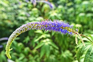 选择性，聚焦照片，蓝色，花瓣花，花园speedwell，长叶speedwell，花，植物