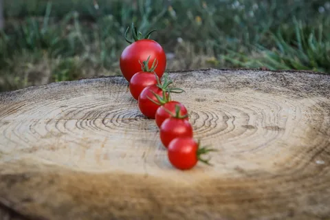 番茄，生长，上升，增加，红色，生长，增加，膨胀