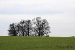 自然、树木、景观、凝聚力、草地、植物、树木、天空