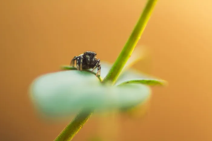自然、茎、绿色、特写、宏、动物、昆虫、昆虫