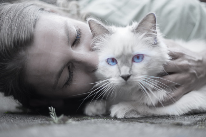 选择性，彩色摄影，蓝眼睛，猫，白，波斯猫，女人，蓝色