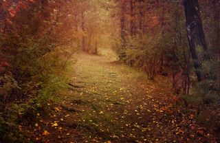 浅、聚焦摄影、小径、白天、照片、走廊、中间、森林