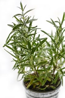 绿色盆栽植物、迷迭香、草本植物、草本植物、配料、新鲜、药物、香料 绿色盆栽植物、迷迭香、草本植物、草本植物、配料、新鲜、药物、香料