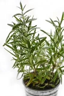 绿色盆栽植物、迷迭香、草本植物、草本植物、配料、新鲜、药物、香料 绿色盆栽植物、迷迭香、草本植物、草本植物、配料、新鲜、药物、香料