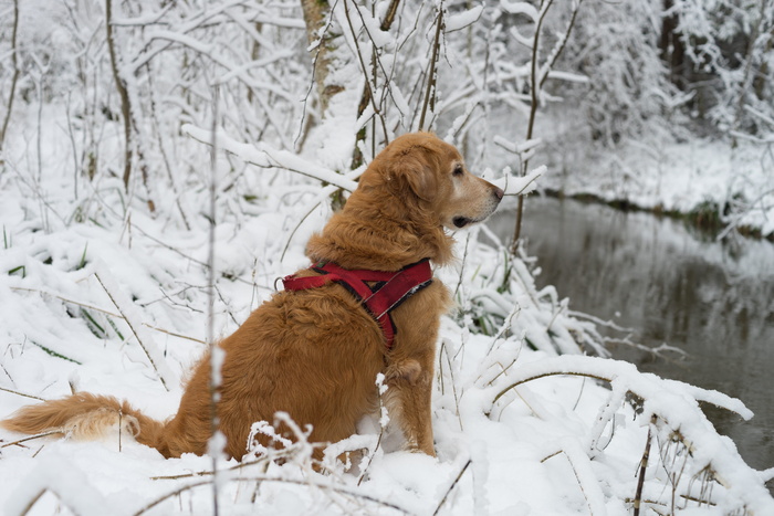 狗、宠物、雪、冬天、寒冷、自然、树木、景观