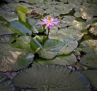 睡莲,睡莲,睡莲,池塘,水生,粉色,花朵,花蕾 睡莲,睡莲,睡莲,池塘,水生,粉色,花朵,花蕾