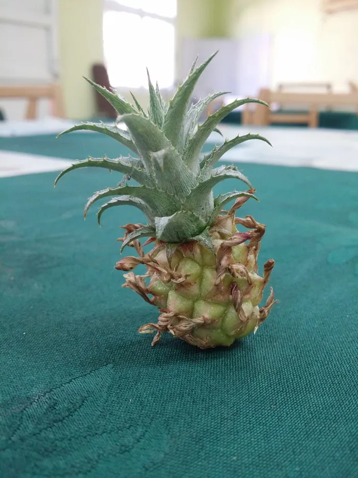 热带，仙人掌科，自然，异国情调，植物，香蕉，健康，食物