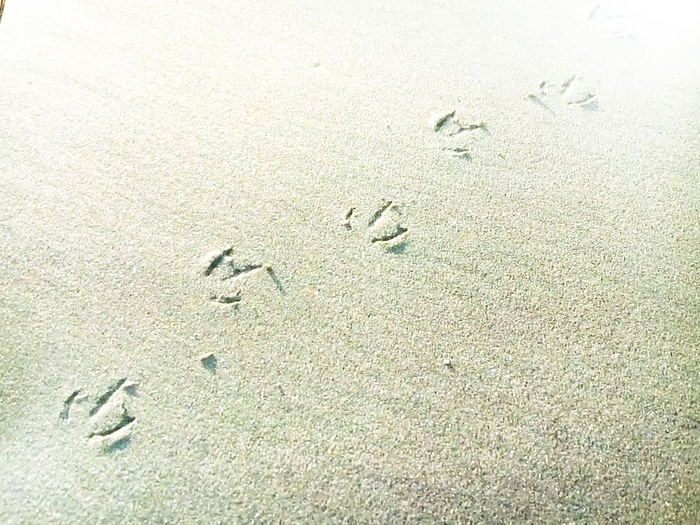 圣莫尼卡，美国，沙滩，海滩，疗伤，简化，自然，极简主义