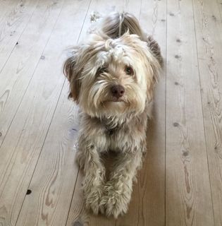 狗，菲利克斯，宠物，一只动物，硬木地板，室内，家畜