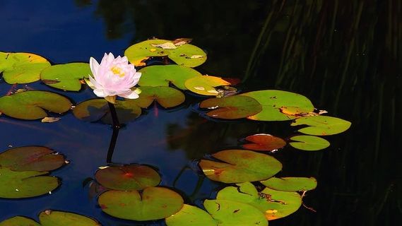 粉红色的睡莲在一个小池塘里盛开。 粉红色的睡莲在一个小池塘里盛开。
