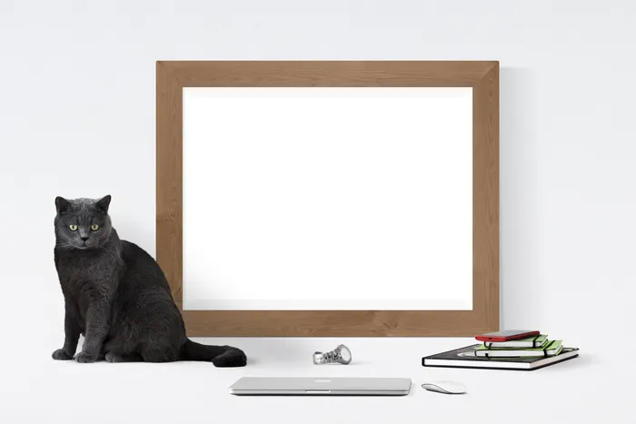 海报、框架、猫、书、手表、一只动物、哺乳动物、动物主题