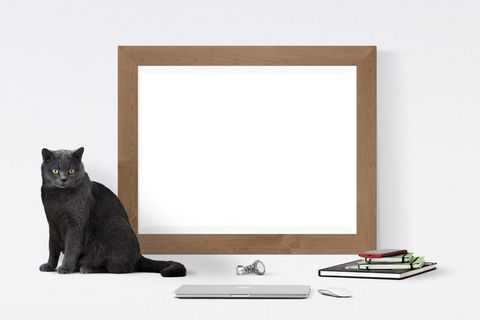 海报、框架、猫、书、手表、一只动物、哺乳动物、动物主题