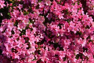 花，粉色花，杜鹃花，植物，园林植物，粉色，自然，春天