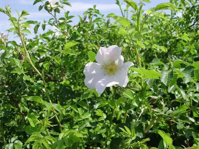狗玫瑰，植物，白色花瓣，花朵，生长，自然之美，新鲜，开花植物