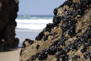 海，户外，海洋，水，自然，海浪，木材，海岸线