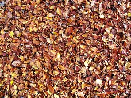 背景、树叶、秋天、发票、纹理、自然、公园、完整框架