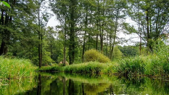 spreewald、渠道、深度、树木、spree、景观、森林、河流 spreewald、渠道、深度、树木、spree、景观、森林、河流
