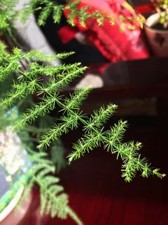 绿色，植物，绿色，生长，自然，选择性聚焦，没有人，一天