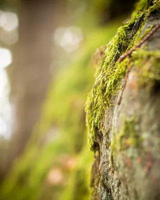 苔藓，植物，自然，岩石，博克，材料，绿色，秋天