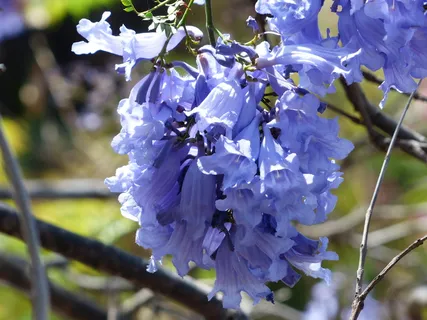 鲜花, 浅蓝色, 紫色, 树, 喇叭, 红木树, 蓝花楹 mimosifolia, 蓝花楹海胆 鲜花, 浅蓝色, 紫色, 树, 喇叭, 红木树, 蓝花楹 mimosifolia, 蓝花楹海胆