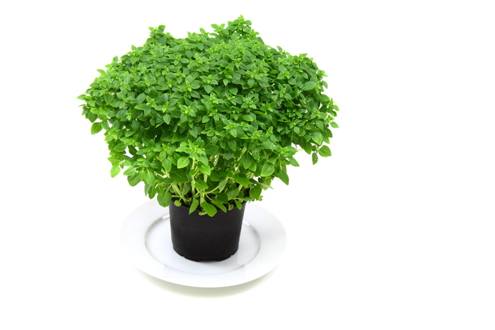 绿色，植物，黑色，植物盆栽，绿色植物，芳香，芳香，背景