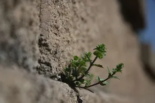美国，堪萨斯城，水泥，绿色植物，花朵，砖块，植物，模糊