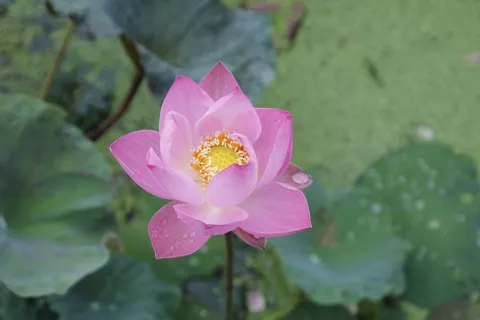 选择性,聚焦摄影,粉色,莲花,睡莲,玫瑰,花朵,花朵 选择性,聚焦摄影,粉色,莲花,睡莲,玫瑰,花朵,花朵