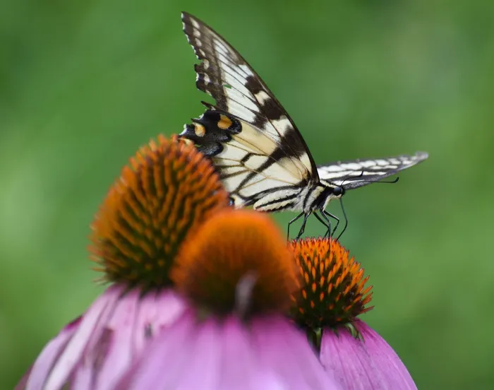 自然、圆锥花、蝴蝶、花、昆虫、开花植物、无脊椎动物、动物主题