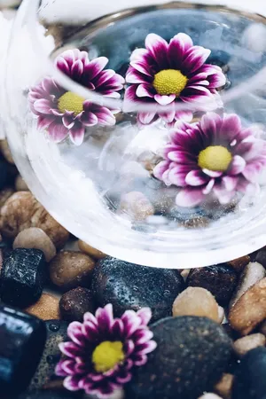 石头上的花盆照片