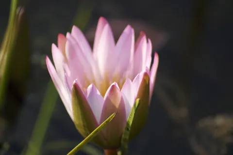 花,池塘,睡莲,自然,开花植物,脆弱性,新鲜度,植物 花,池塘,睡莲,自然,开花植物,脆弱性,新鲜度,植物