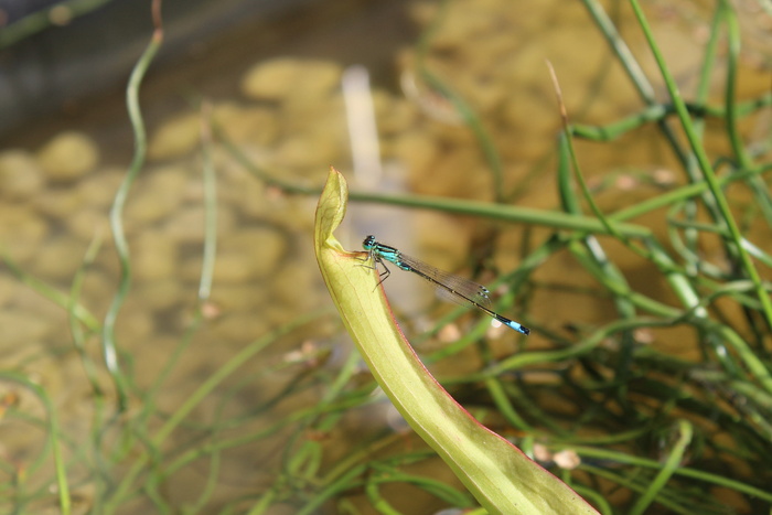 蜻蜓、池塘、昆虫、自然、水、特写、生物区植物、动物