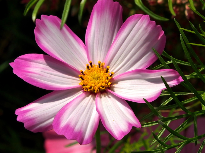 开花, 紫色, 白, 宇宙, 传单叶 schmuck blume, 宇宙, 花