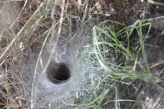 美国，加德纳，昆虫，动物，网，隧道，蜘蛛，奔跑