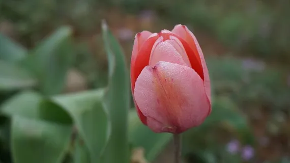 郁金香,花朵,春天,粉色,郁金香,花朵,自然,花朵 郁金香,花朵,春天,粉色,郁金香,花朵,自然,花朵