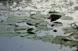 莉莉，帕德，青蛙，池塘，自然，水，莉莉，帕德，绿色