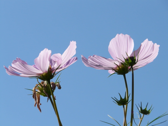 Cosmos Bipinnatus，花朵，Cosmos，cosmea bipinnata，Cosmae，花朵，花朵，绽放