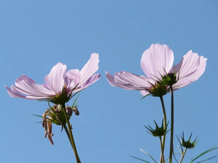 Cosmos Bipinnatus，花朵，Cosmos，cosmea bipinnata，Cosmae，花朵，花朵，绽放