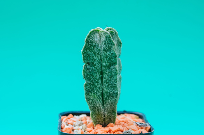 绿色仙人掌的浅聚焦摄影