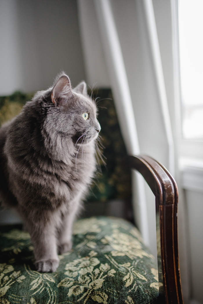 灰色波斯猫坐在软垫椅上
