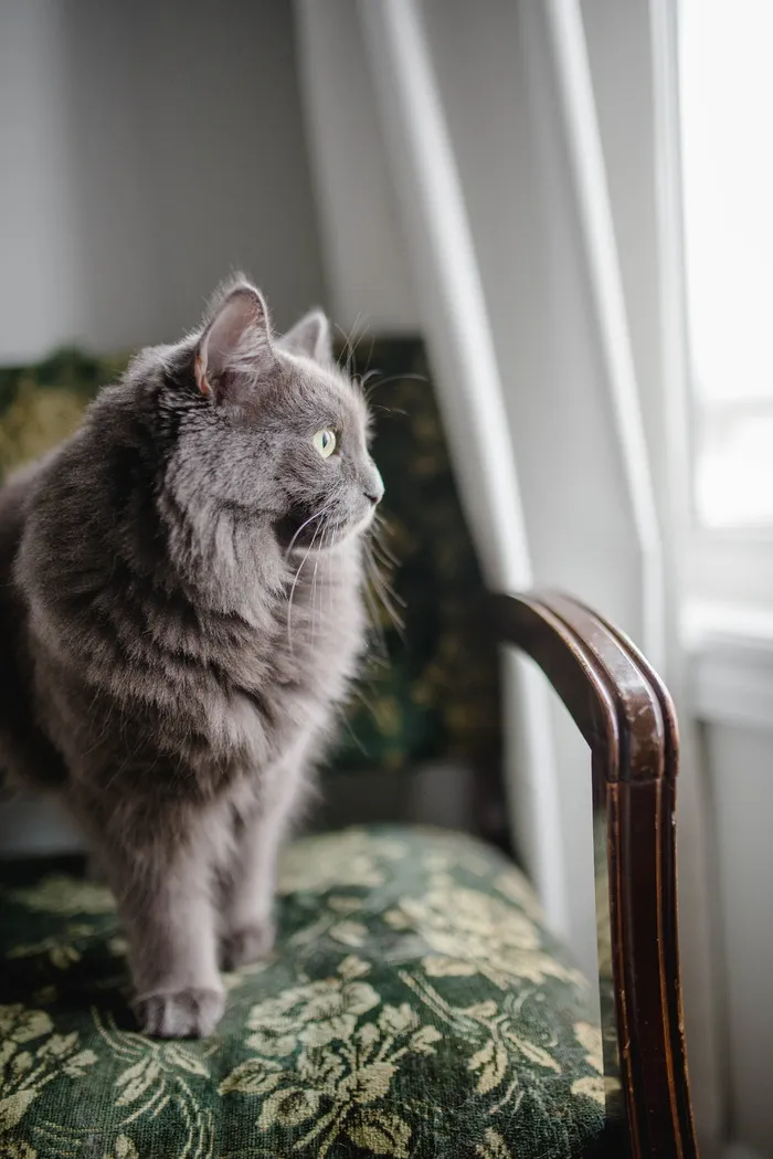灰色波斯猫坐在软垫椅上