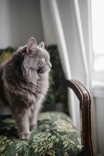 灰色波斯猫坐在软垫椅上 灰色波斯猫坐在软垫椅上