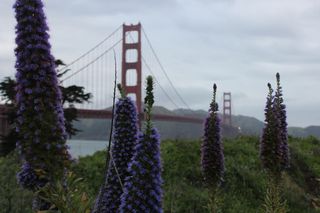 旧金山, 加利福尼亚州, 西海岸, 最佳海岸, 鲜花, 桥, 门, 金门