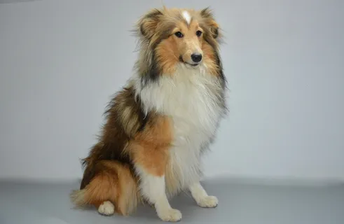 狗,母犬nayana,设得兰牧羊犬,黑色覆盖的彩色小鹿,小狗,可爱,狗,哺乳动物 狗,母犬nayana,设得兰牧羊犬,黑色覆盖的彩色小鹿,小狗,可爱,狗,哺乳动物