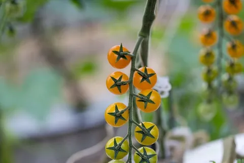 番茄、黄色、品种、樱桃、甜味、水果和蔬菜、颜色、类型