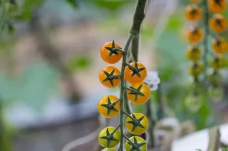 番茄、黄色、品种、樱桃、甜味、水果和蔬菜、颜色、类型