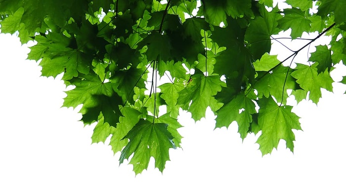 采购产品绿叶，盆栽植物，花盆，植物，药草，罐子，植物，陶器