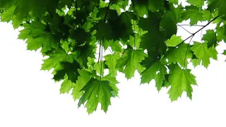 采购产品绿叶，盆栽植物，花盆，植物，药草，罐子，植物，陶器