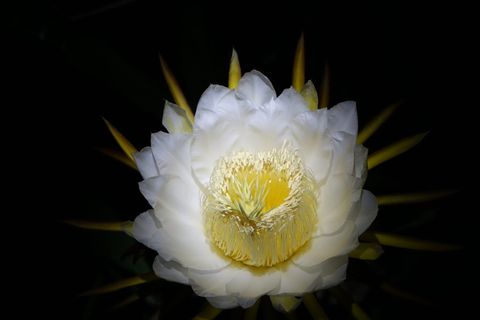 花，火龙果，白色，纯净，火龙果花，盛开，白色，花瓣
