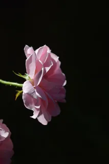 玫瑰,可爱,白天,早晨,时间,阳光,单身 玫瑰,可爱,白天,早晨,时间,阳光,单身